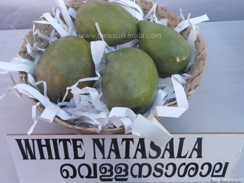 White Natasala